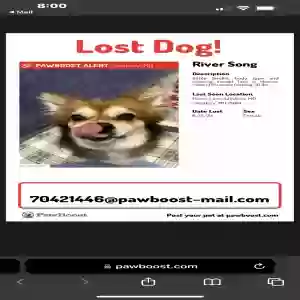 lost female dog river song