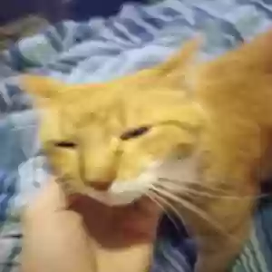 lost male cat boots