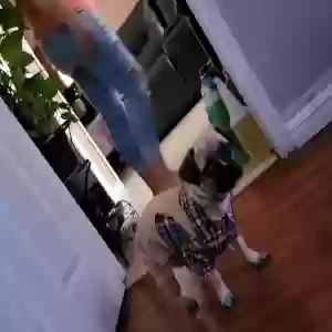 lost male dog kobe