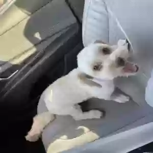 lost female dog mila