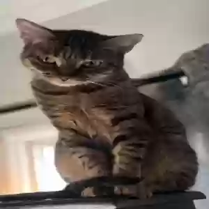 lost female cat luna