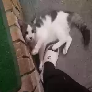 found male cat unknown