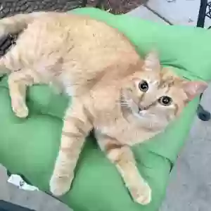 lost male cat george