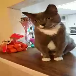 lost male cat mr. grey