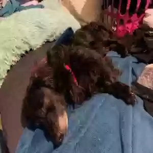 lost male dog hades