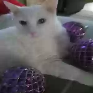 lost male cat kimba
