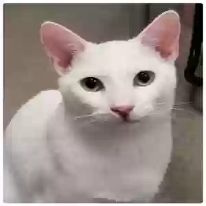 lost male cat oliver