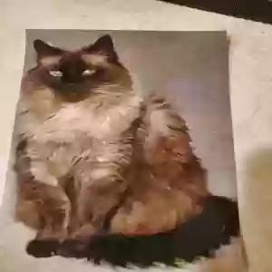 lost male cat cocoa
