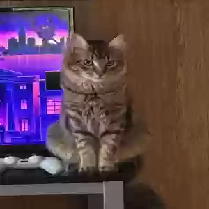 lost male cat kitty