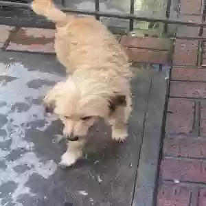 lost male dog taco