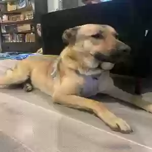 lost female dog chata