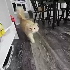 lost male cat plopplop