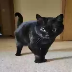lost female cat cleo