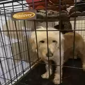 found unknown dog unknown