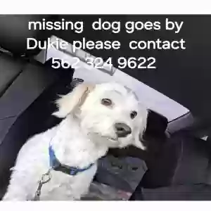 lost male dog dukie
