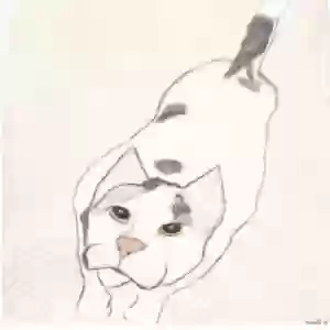 lost male cat tiny cat