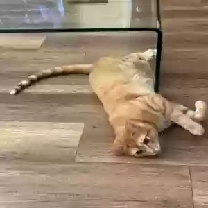 lost male cat freddy