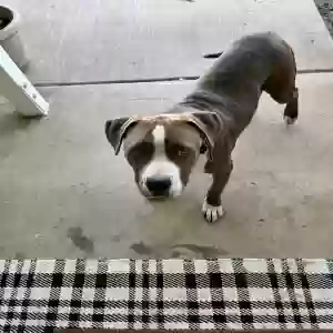 found male dog unknown