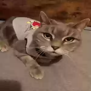 lost male cat stormy