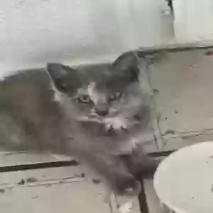 found female cat unknown