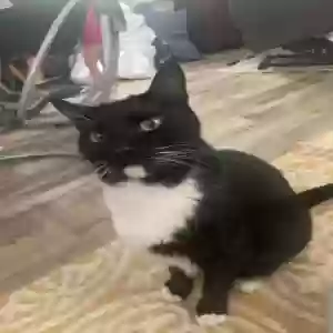 lost male cat andy