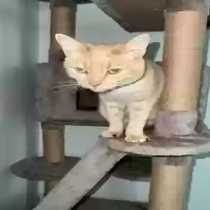 lost male cat rip