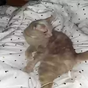 lost male cat thor