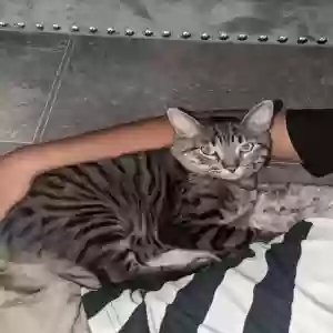 lost male cat tommy