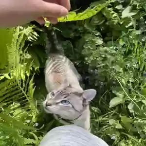 lost male cat negi