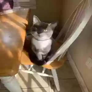 lost male cat bash
