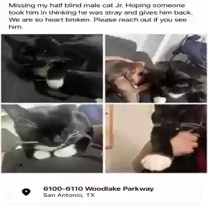 lost male cat jr