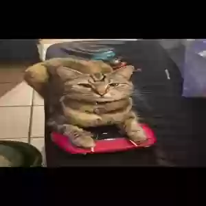 lost female cat minx