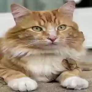 lost male cat oliver