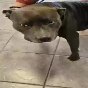 lost male dog blue