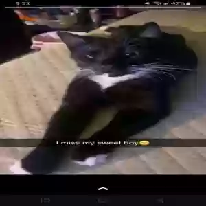 lost male cat rocko