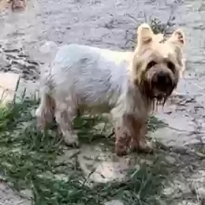 lost male dog cash