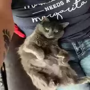 lost female cat arya