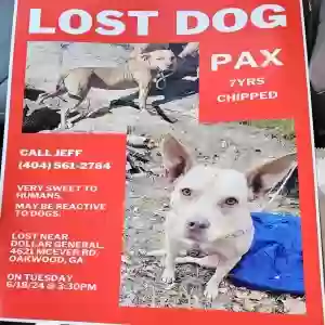 lost female dog unknown