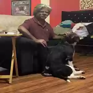 lost female dog sheba