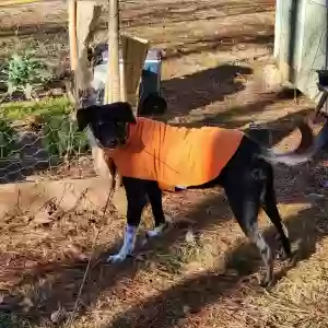 lost female dog willow