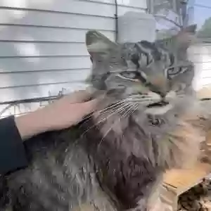 lost male cat buddy