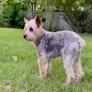 lost male dog cooper