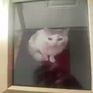 lost female cat babeee