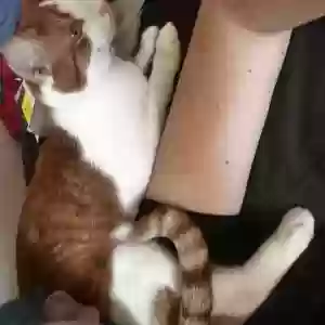 lost male cat squishy