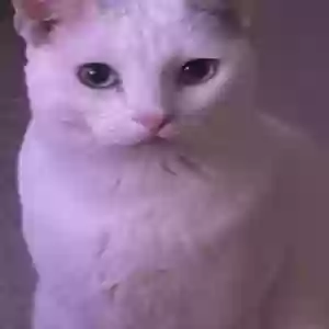 lost male cat danger