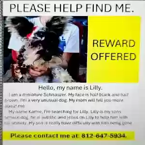 lost female dog lilly
