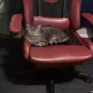 lost male cat dinho