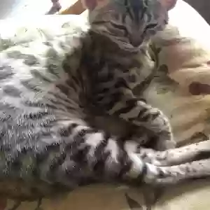 lost female cat bella