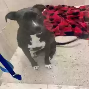 lost female dog bailey