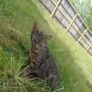 lost male cat rocky